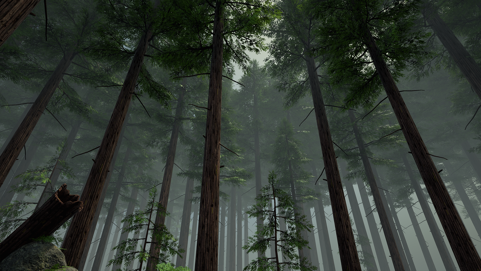 RedwoodForest_WIP_02.png